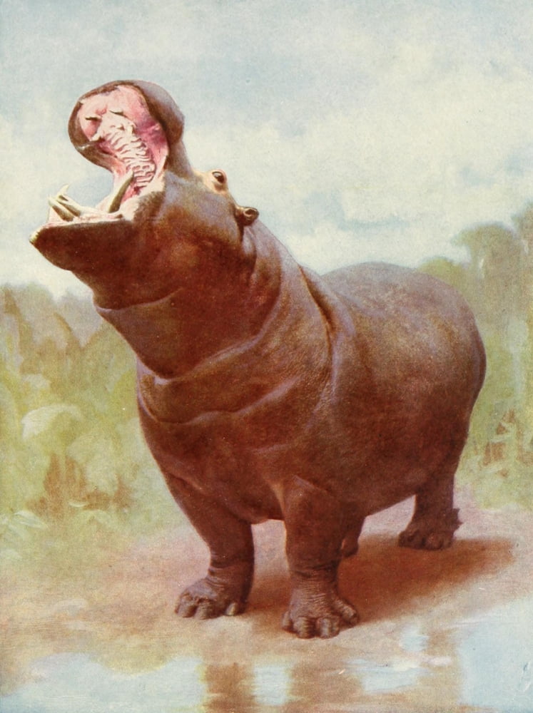 Posterazzi The Peoples Natural History 1903 Hippo gaping Canvas Art - Unknown (24 x 36)