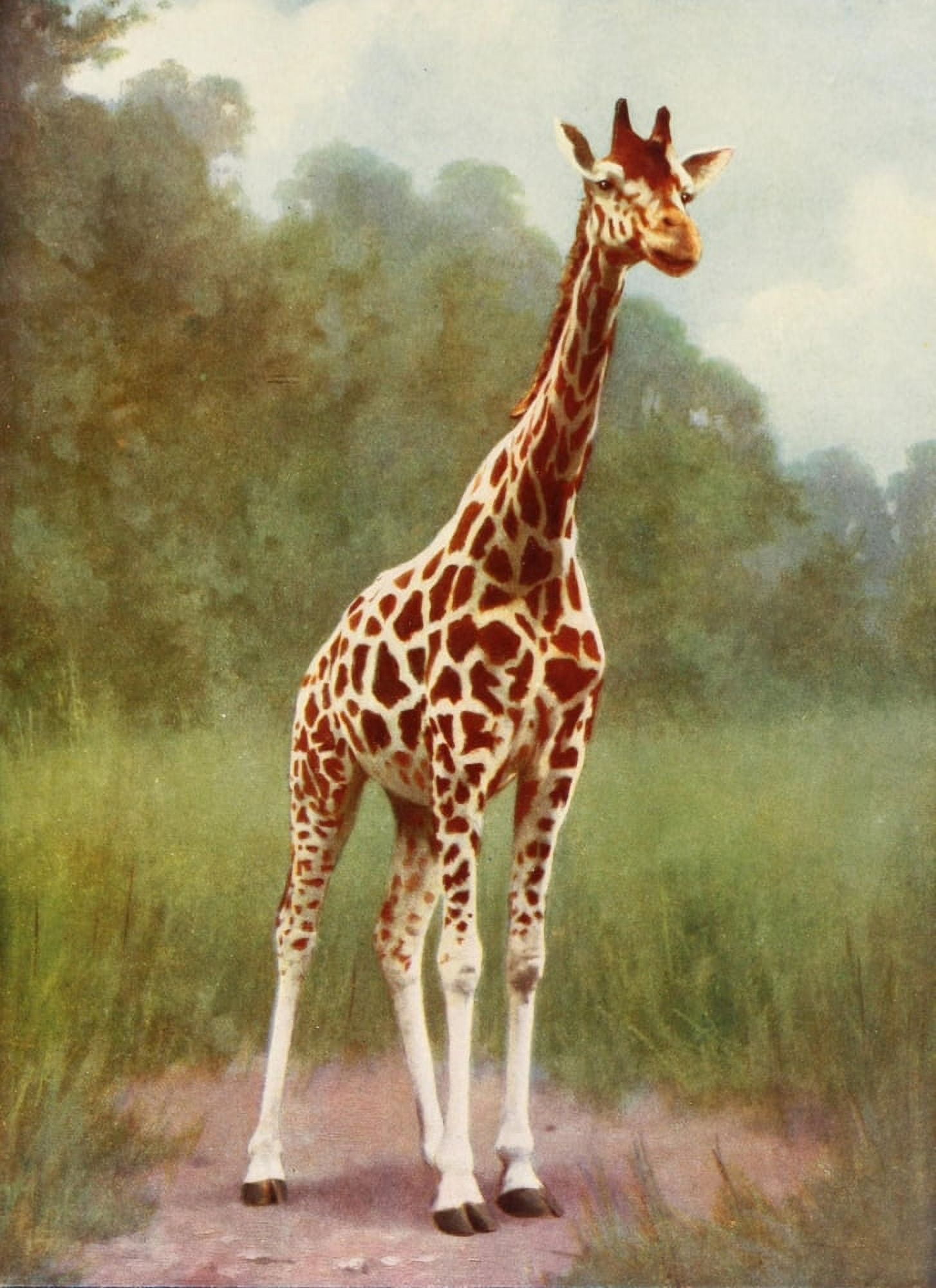 Posterazzi The Peoples Natural History 1903 Northern giraffe Canvas Art - Unknown (24 x 36)