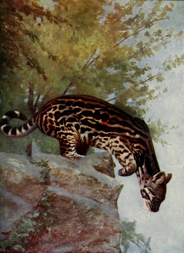 Posterazzi The Peoples Natural History 1903 Ocelot from Central America Canvas Art - Unknown (24 x 36)