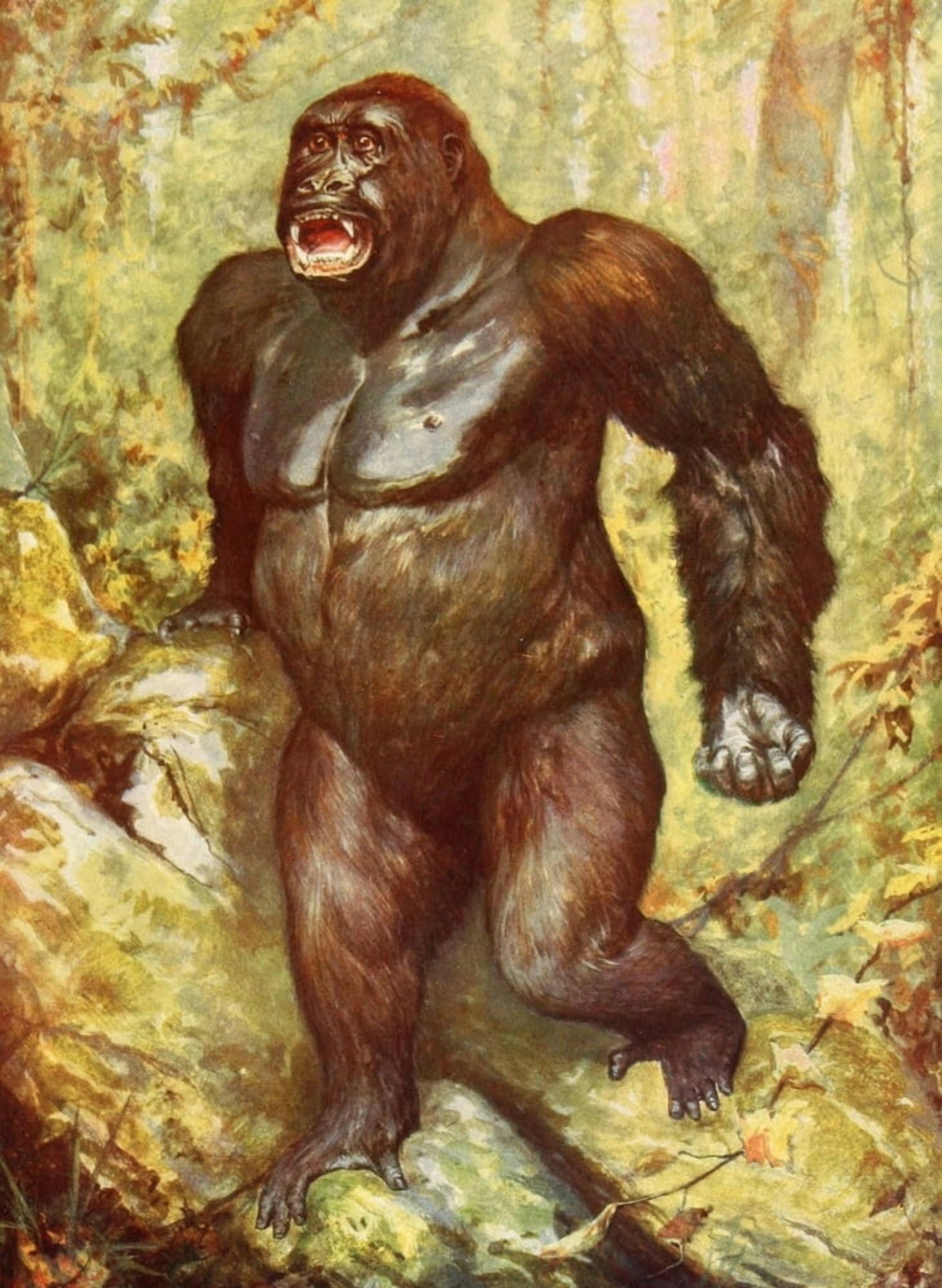 Posterazzi The Peoples Natural History 1903 The largest gorilla ever captured Canvas Art - Unknown (24 x 36)