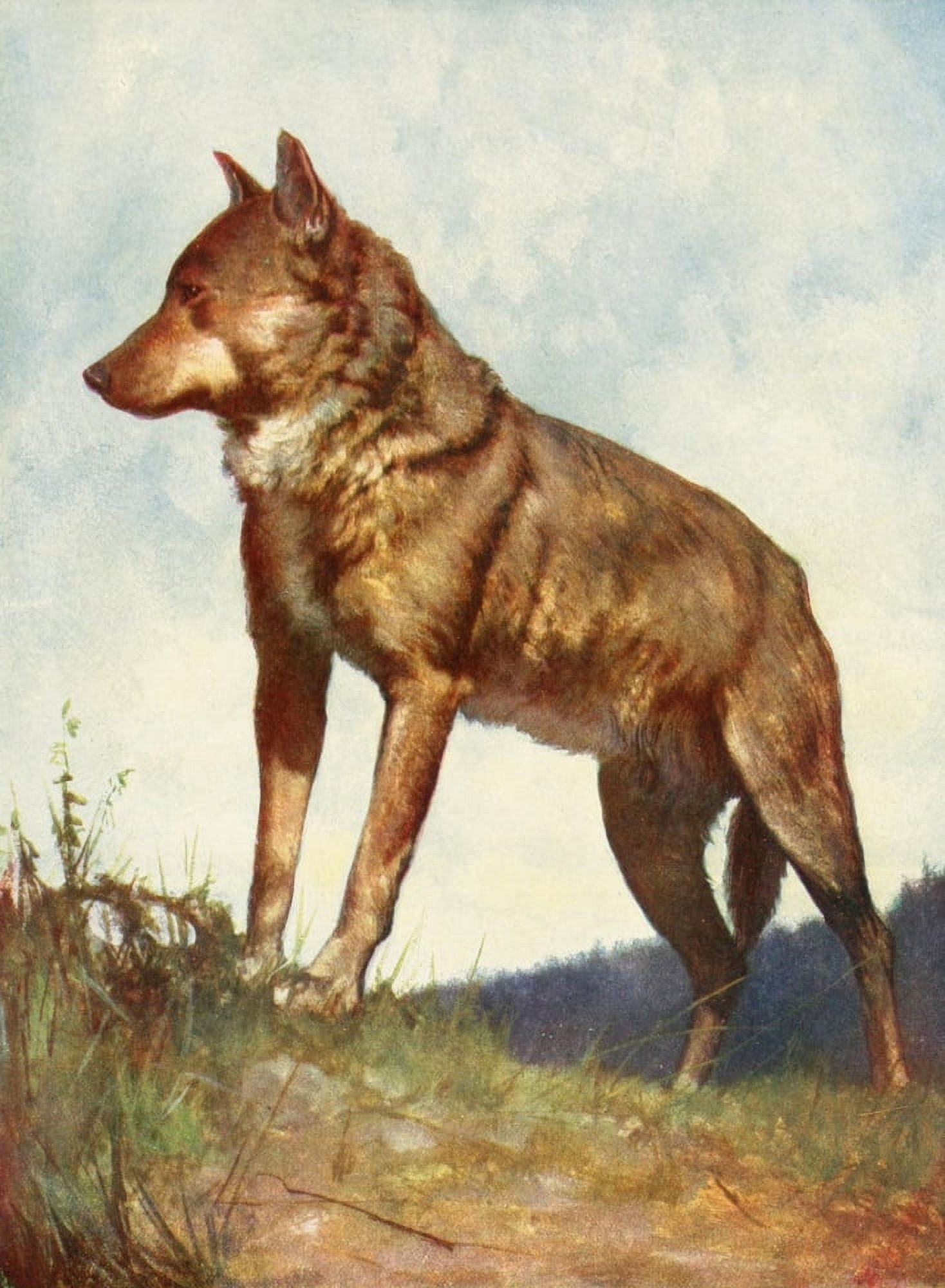 Posterazzi The Peoples Natural History 1903 Wolf from central Europe Canvas Art - Unknown (24 x 36)