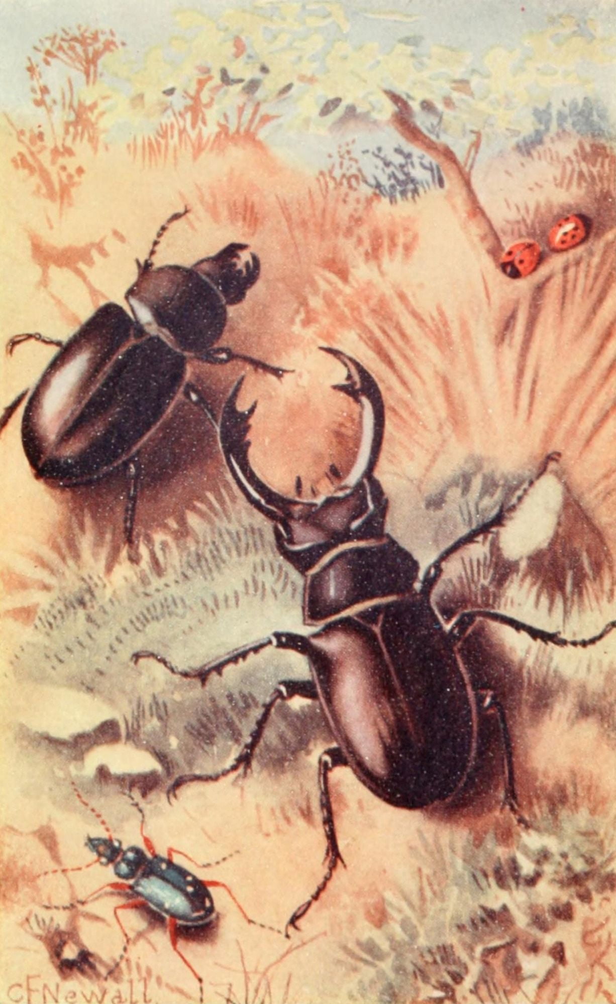 Posterazzi The Problem of Pain in Nature 1917 Stag Beetle Canvas Art - Charles Francis Newall (24 x 36)