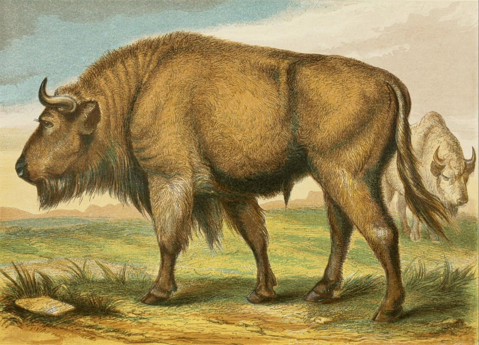 Posterazzi The Royal Natural History c1881 Auroch Canvas Art - Unknown (24 x 36)