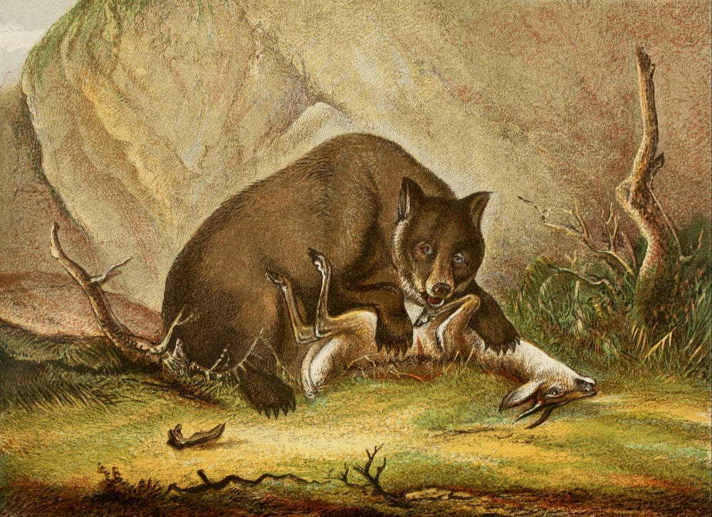 Posterazzi The Royal Natural History c1881 Bear & prey Canvas Art - Unknown (24 x 36)