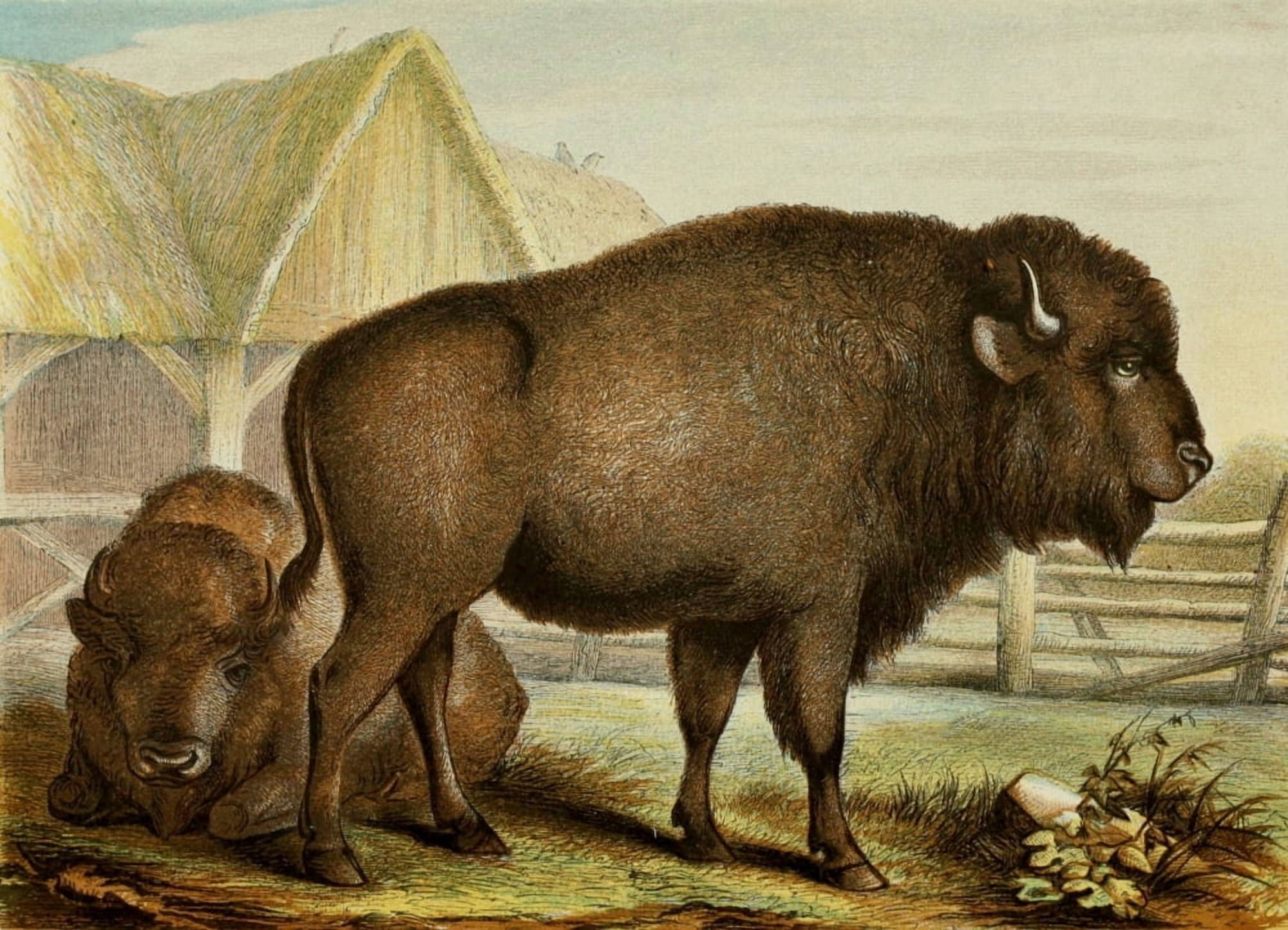 Posterazzi The Royal Natural History c1881 Bison Canvas Art - Unknown (24 x 36)