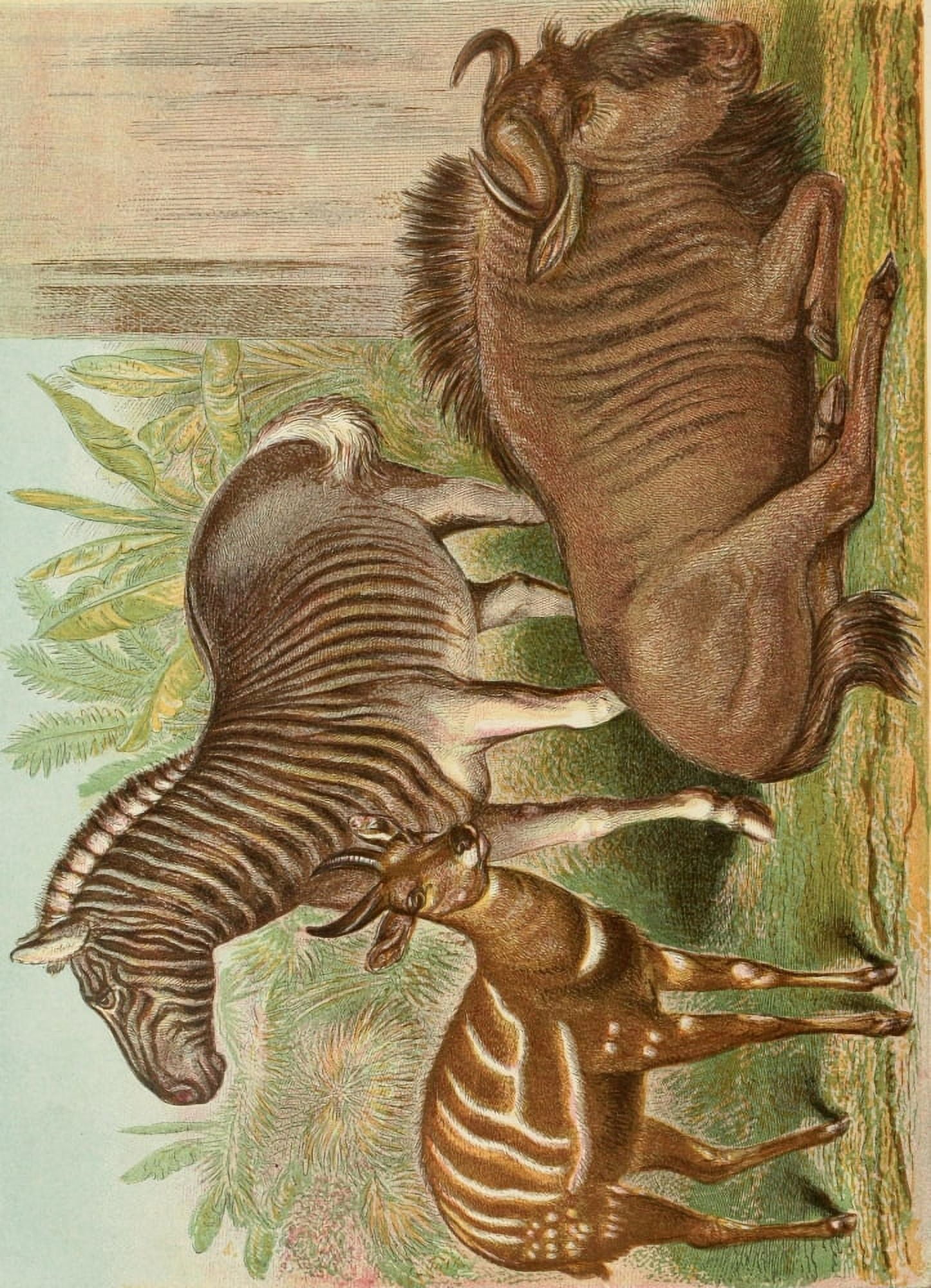 Posterazzi The Royal Natural History c1881 Bontebok Quagga & Gnu Canvas Art - Unknown (24 x 36)