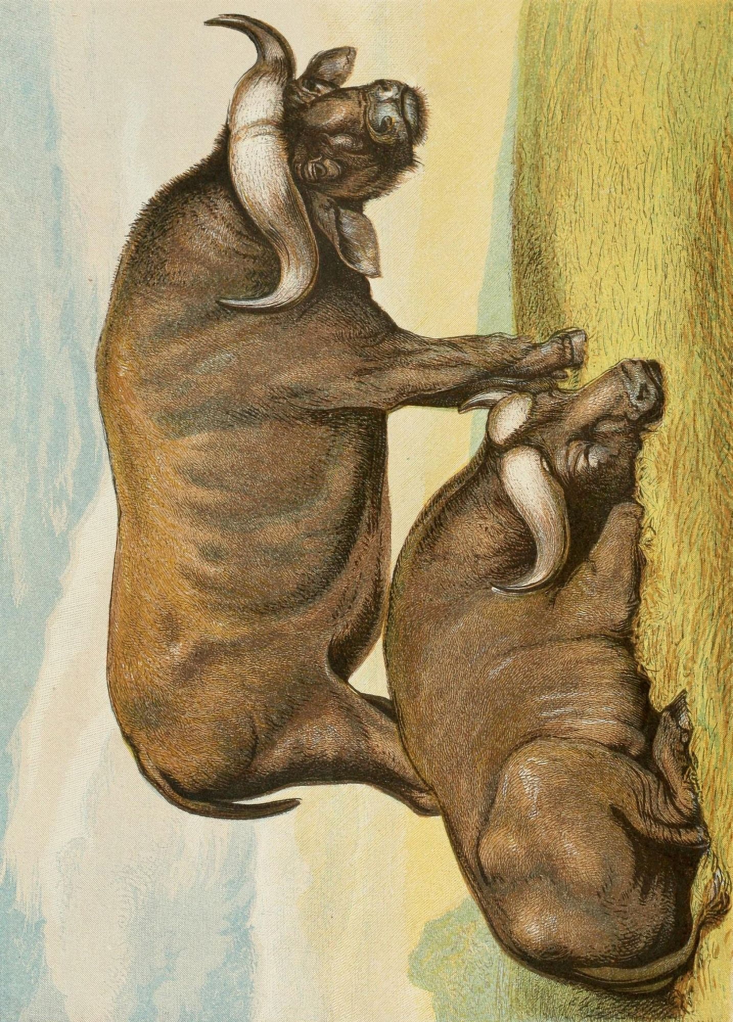 Posterazzi The Royal Natural History c1881 Cape Buffalos Canvas Art - Unknown (24 x 36)