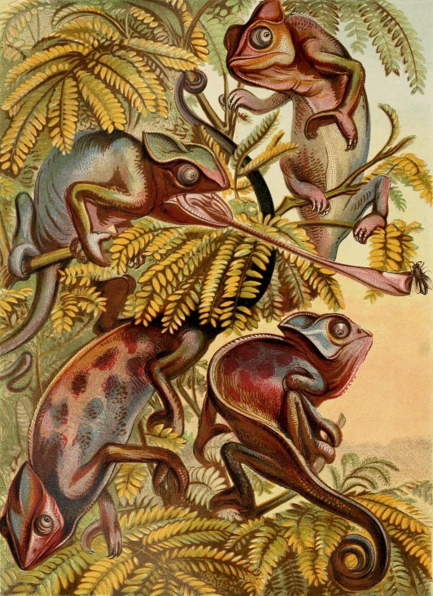Posterazzi The Royal Natural History c1881 Chameleons Canvas Art - Unknown (24 x 36)