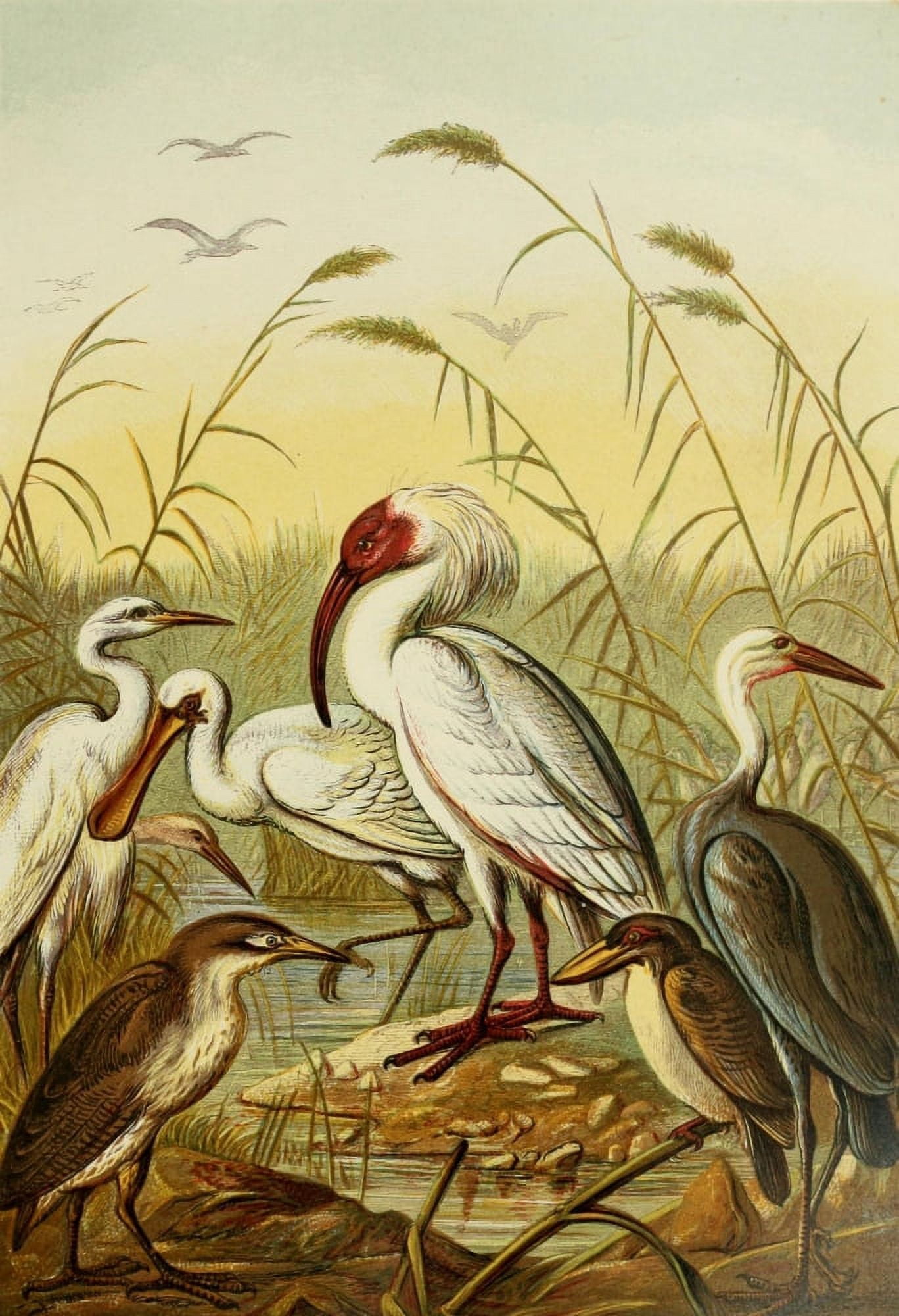 Posterazzi The Royal Natural History c1881 Cranes Herons & Spoonbill Canvas Art - Unknown (24 x 36)