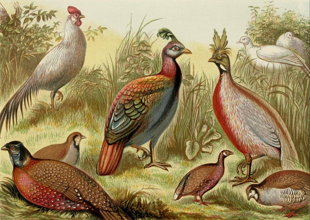 Posterazzi The Royal Natural History c1881 East Indian Pheasants Canvas Art - Unknown (24 x 36)