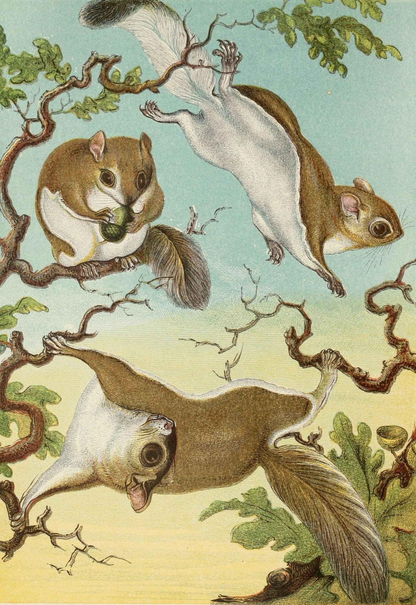 Posterazzi The Royal Natural History c1881 Flying Squirrels Canvas Art - Unknown (24 x 36)