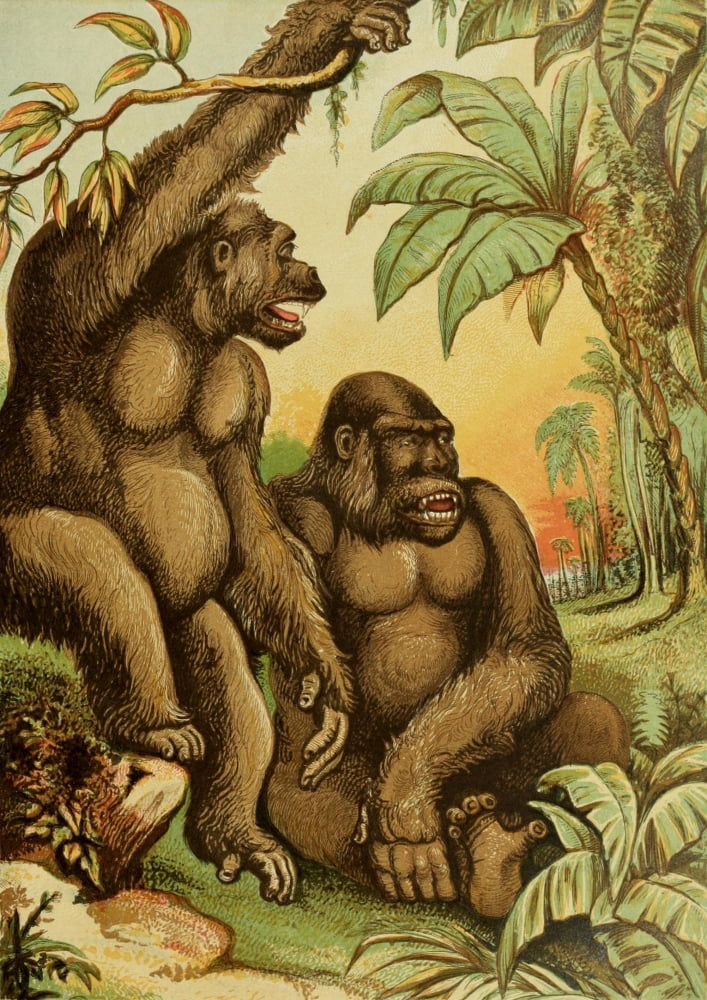 Posterazzi The Royal Natural History c1881 Male & Female Gorillas Canvas Art - Unknown (24 x 36)