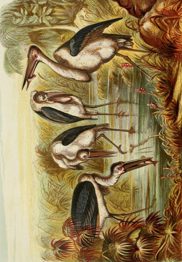 Posterazzi The Royal Natural History c1881 Marabous Canvas Art - Unknown (24 x 36)