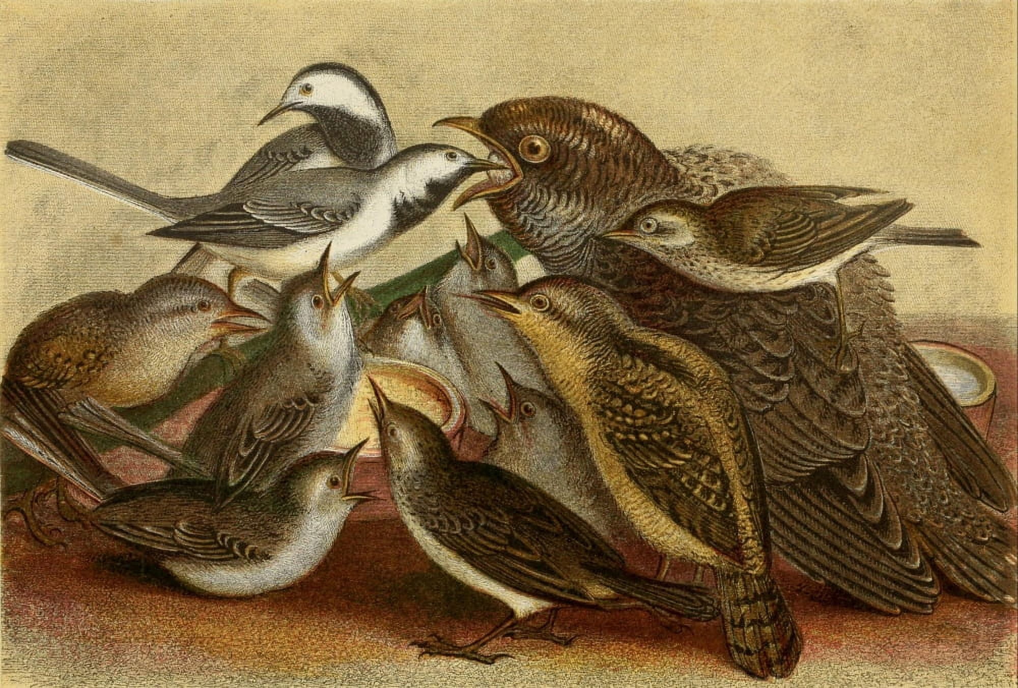 Posterazzi The Royal Natural History c1881 Mother Bird & Chicks Canvas Art - Unknown (24 x 36)