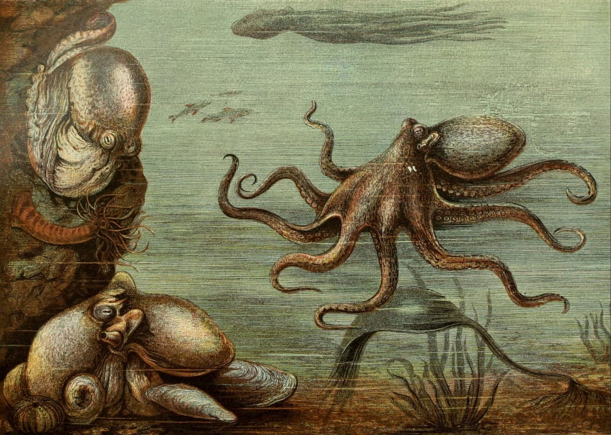 Posterazzi The Royal Natural History c1881 Octopus Canvas Art - Unknown (24 x 36)