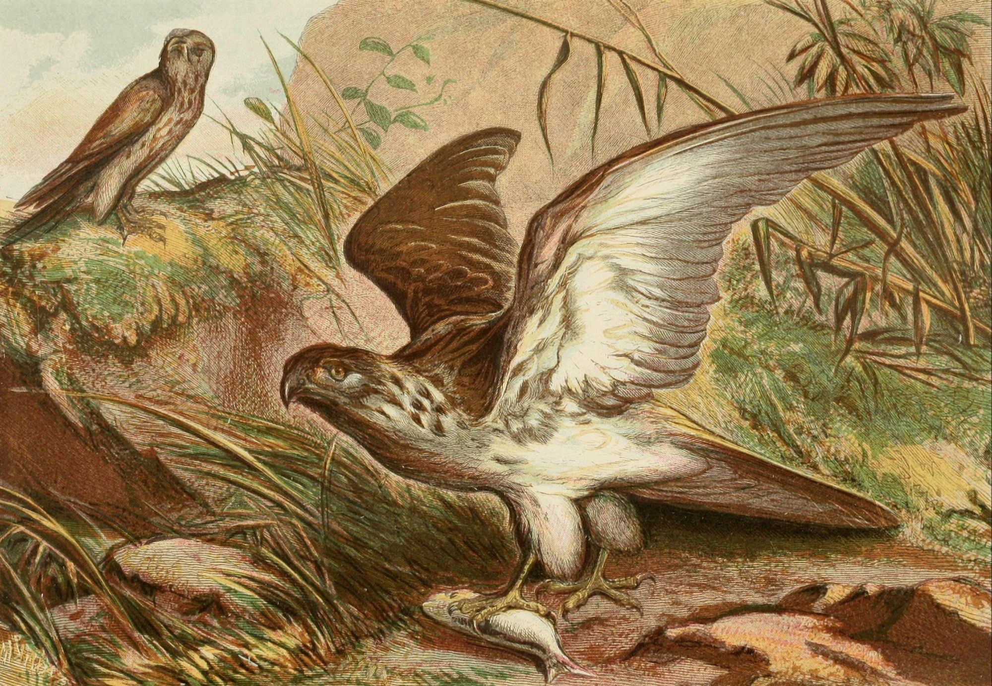 Posterazzi The Royal Natural History c1881 Sea Eagle & Kestrel Canvas Art - Unknown (24 x 36)