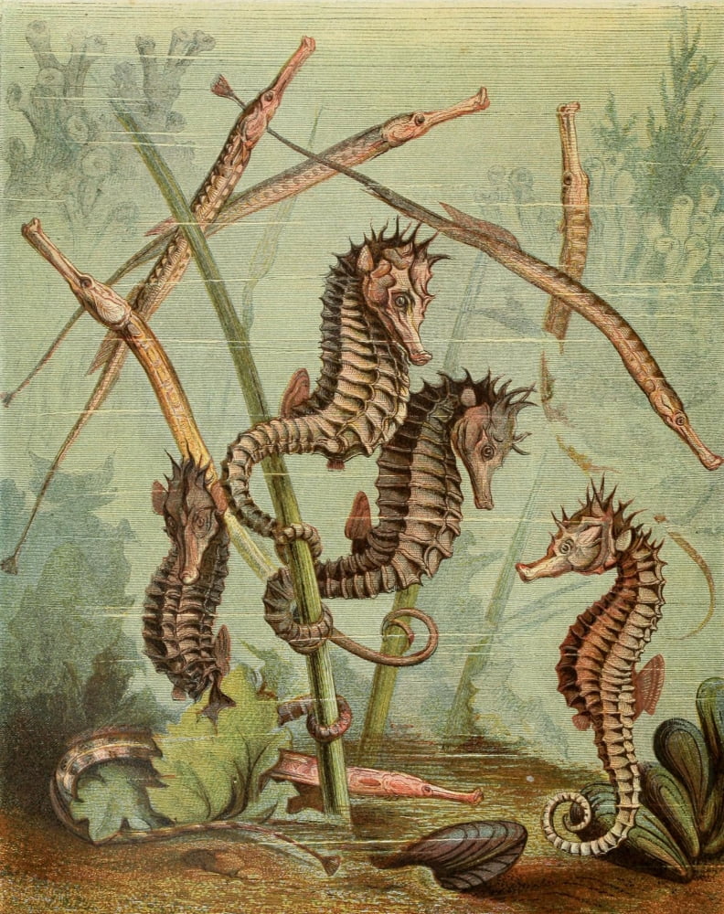 Posterazzi The Royal Natural History c1881 Seahorses & Pipefish Canvas Art - Unknown (24 x 36)