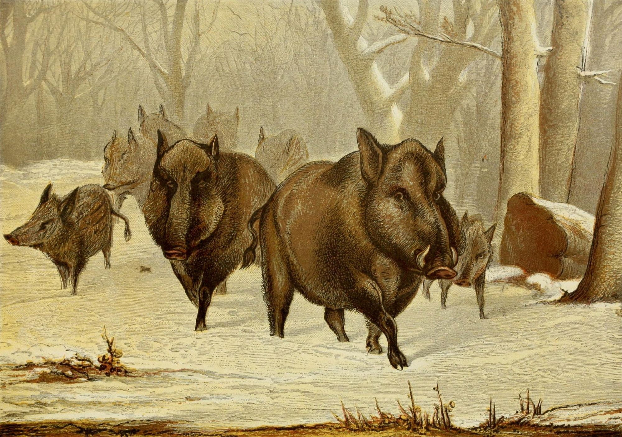 Posterazzi The Royal Natural History c1881 Wild Hogs Canvas Art - Unknown (24 x 36)