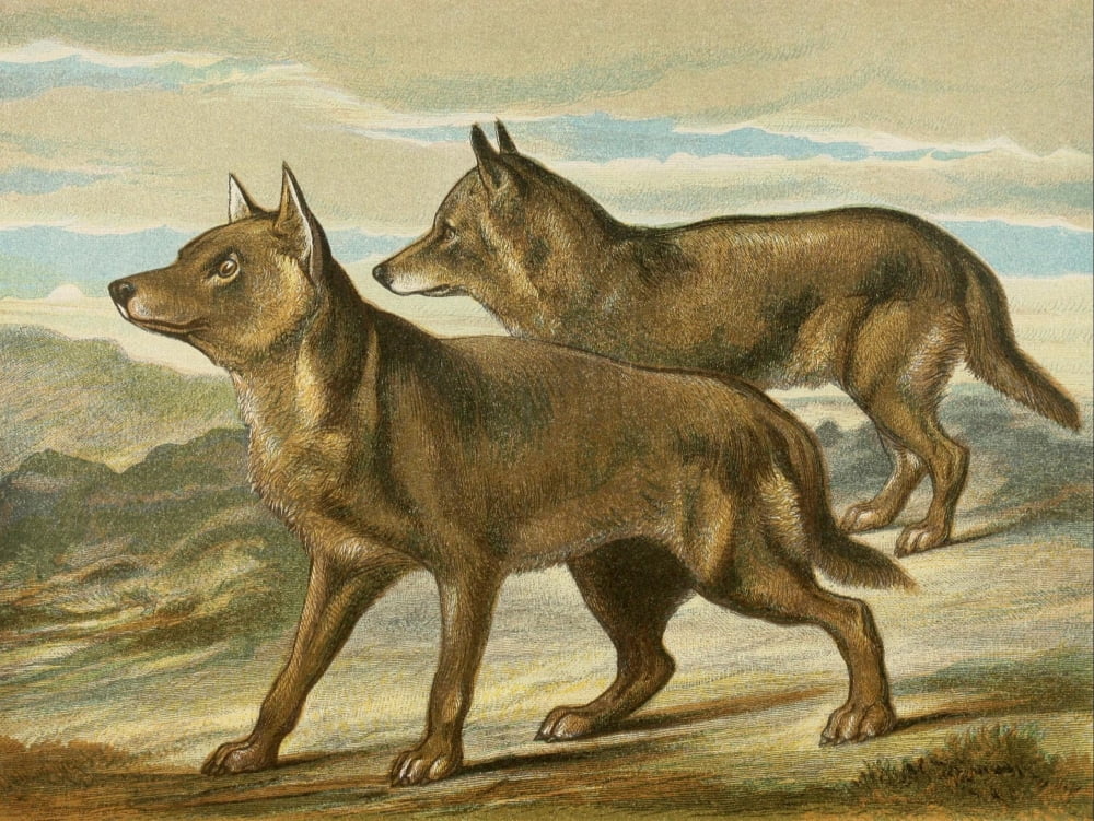 Posterazzi The Royal Natural History c1881 Wolves Canvas Art - Unknown (24 x 36)