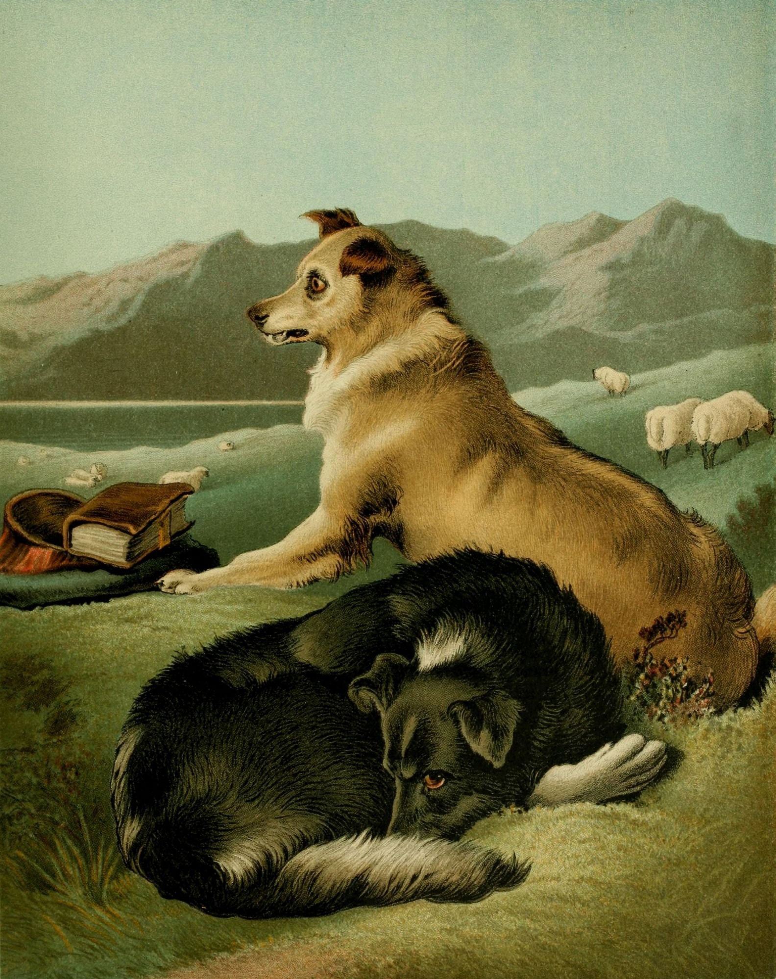 Posterazzi The Shepherds Dog 1870 Collies Canvas Art - Edwin Landseer (24 x 36)