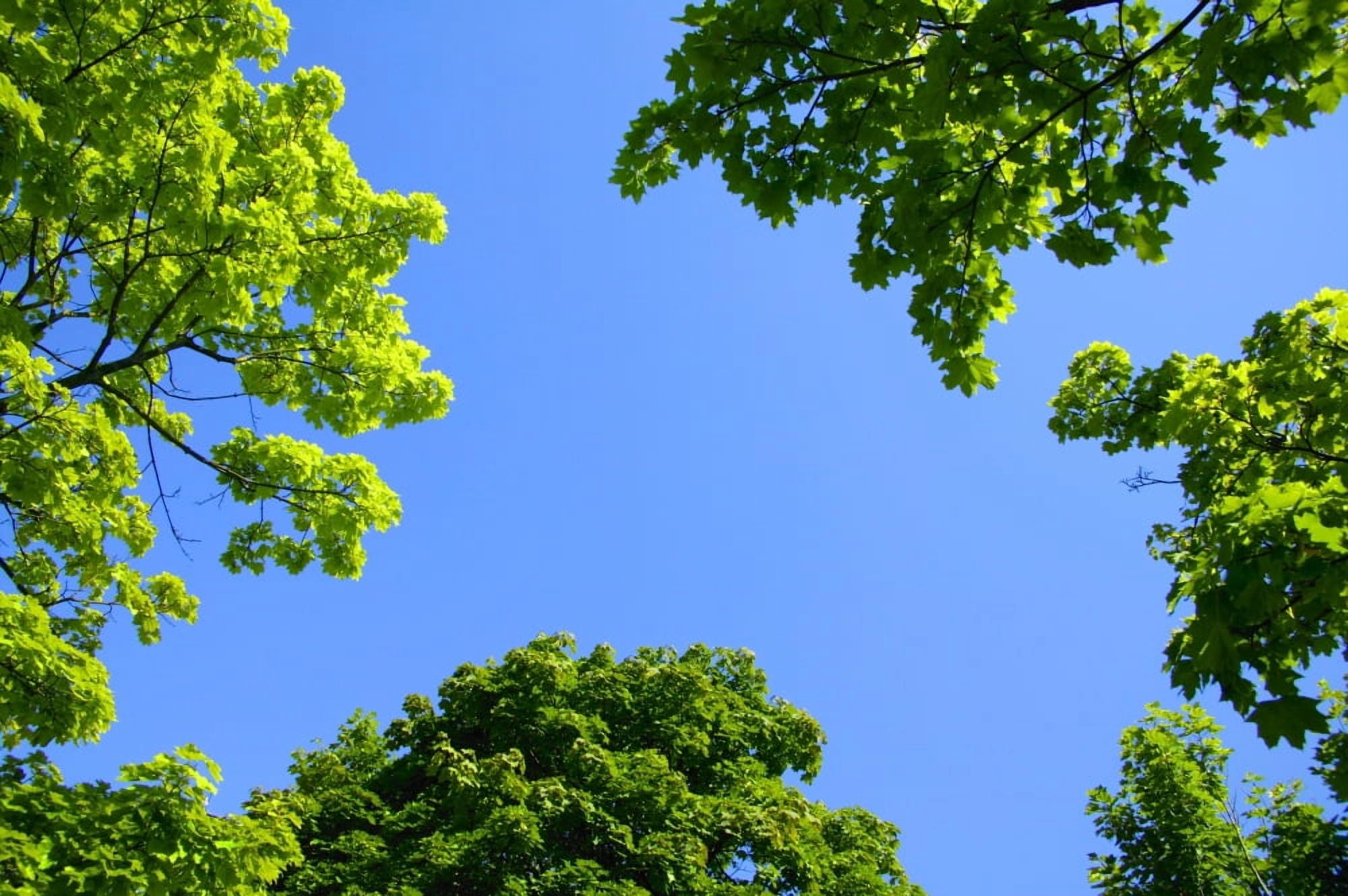 Posterazzi The Sky Through Trees Canvas Art - Don Hammond Design Pics (34 x 22)