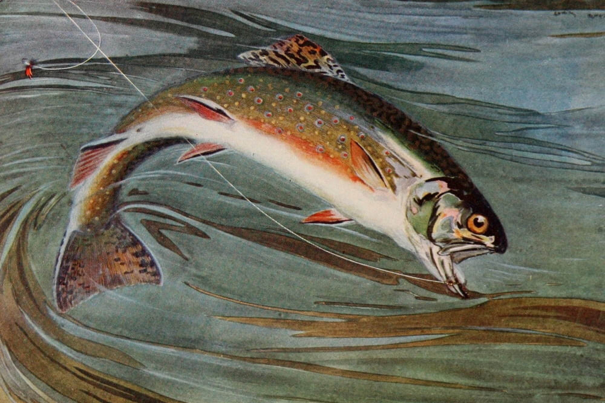 Posterazzi The Speckled Brook Trout 1902 Trout Canvas Art - Louis Rhead (24 x 36)