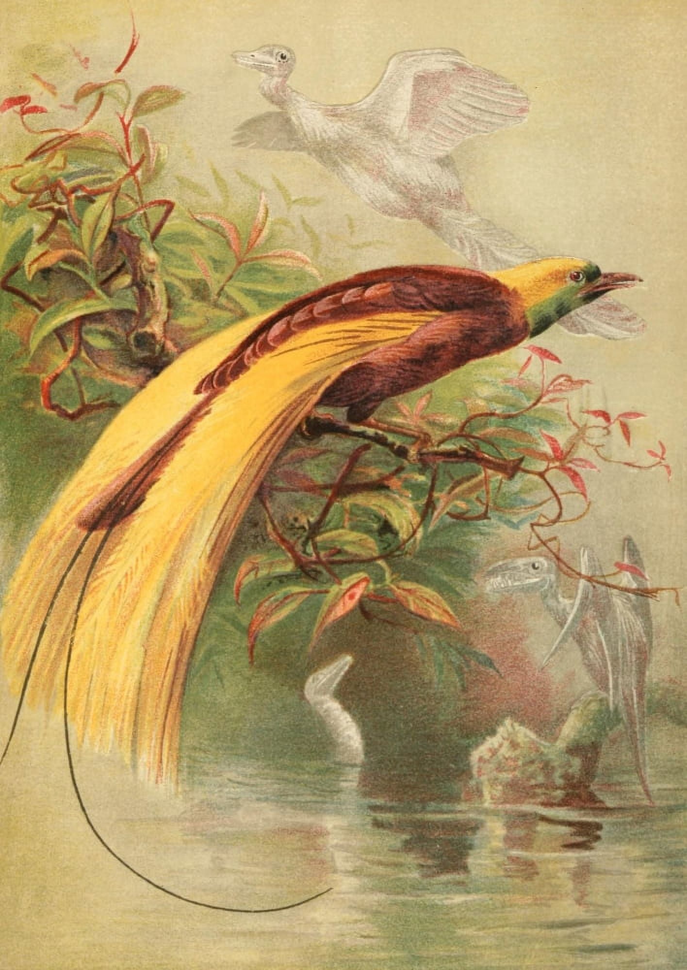 Posterazzi The Story of Birds 1900 Bird of Paradise Canvas Art - Charles Whymper (24 x 36)