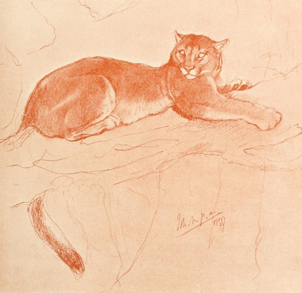 Posterazzi The Studio 1900 Puma Canvas Art - John Macallan Swan (24 x 36)