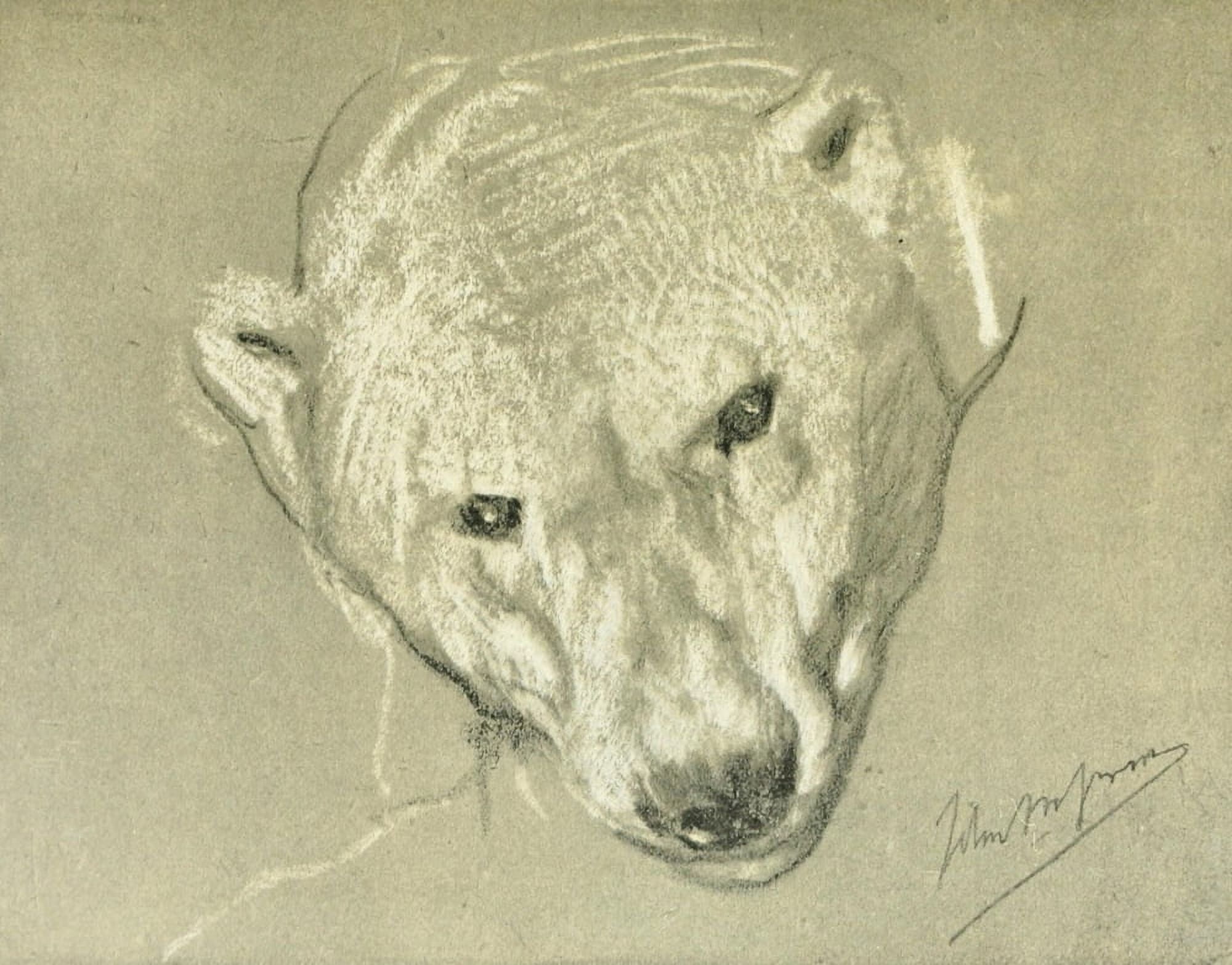 Posterazzi The Studio 1900 Study of a polar bear Canvas Art - John Macallan Swan (24 x 36)