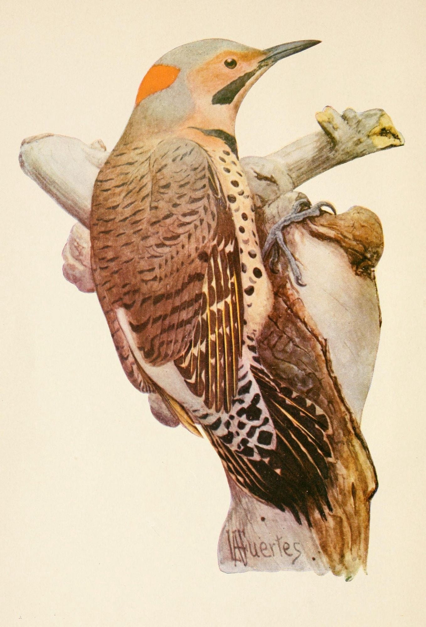 Posterazzi The Woodpecker 1901 Flicker Canvas Art - LA Fuertes (24 x 36)