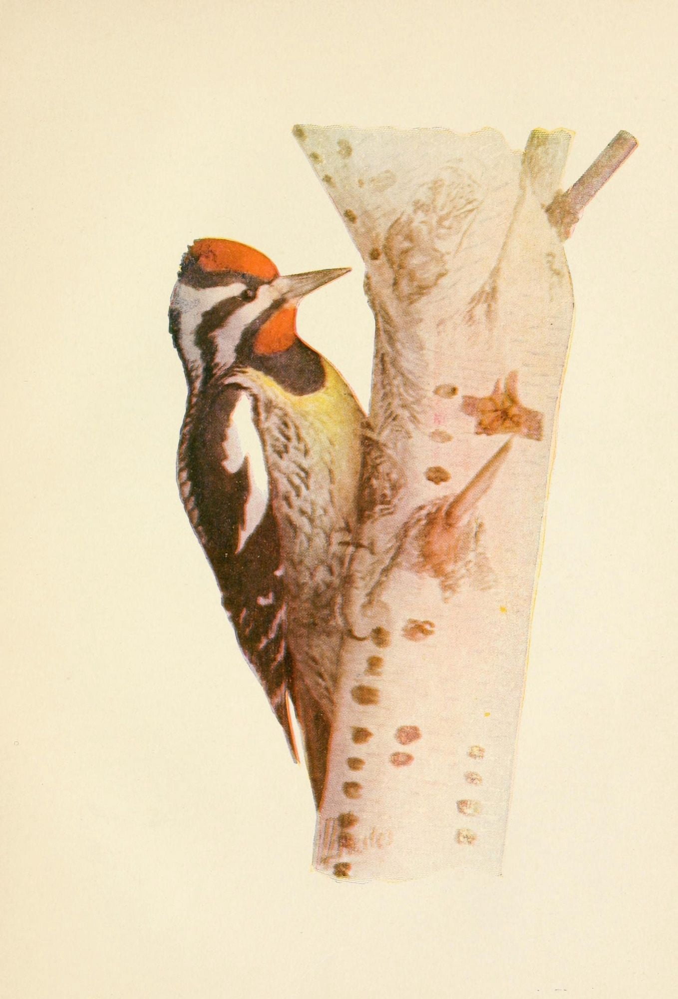 Posterazzi The Woodpecker 1901 Yellow-billed Sapsucker Canvas Art - LA Fuertes (24 x 36)