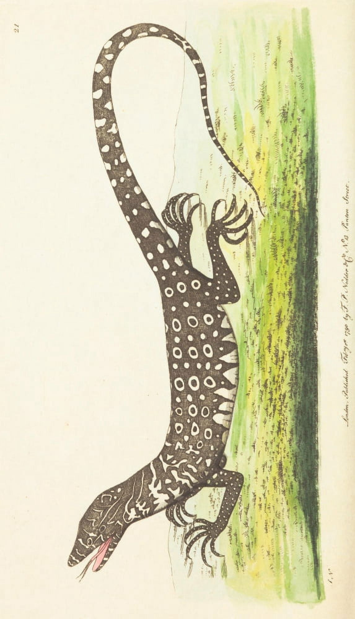 Posterazzi The Zoological Miscellany 1814 Monitor Lizard Canvas Art - Richard P Nodder (24 x 36)