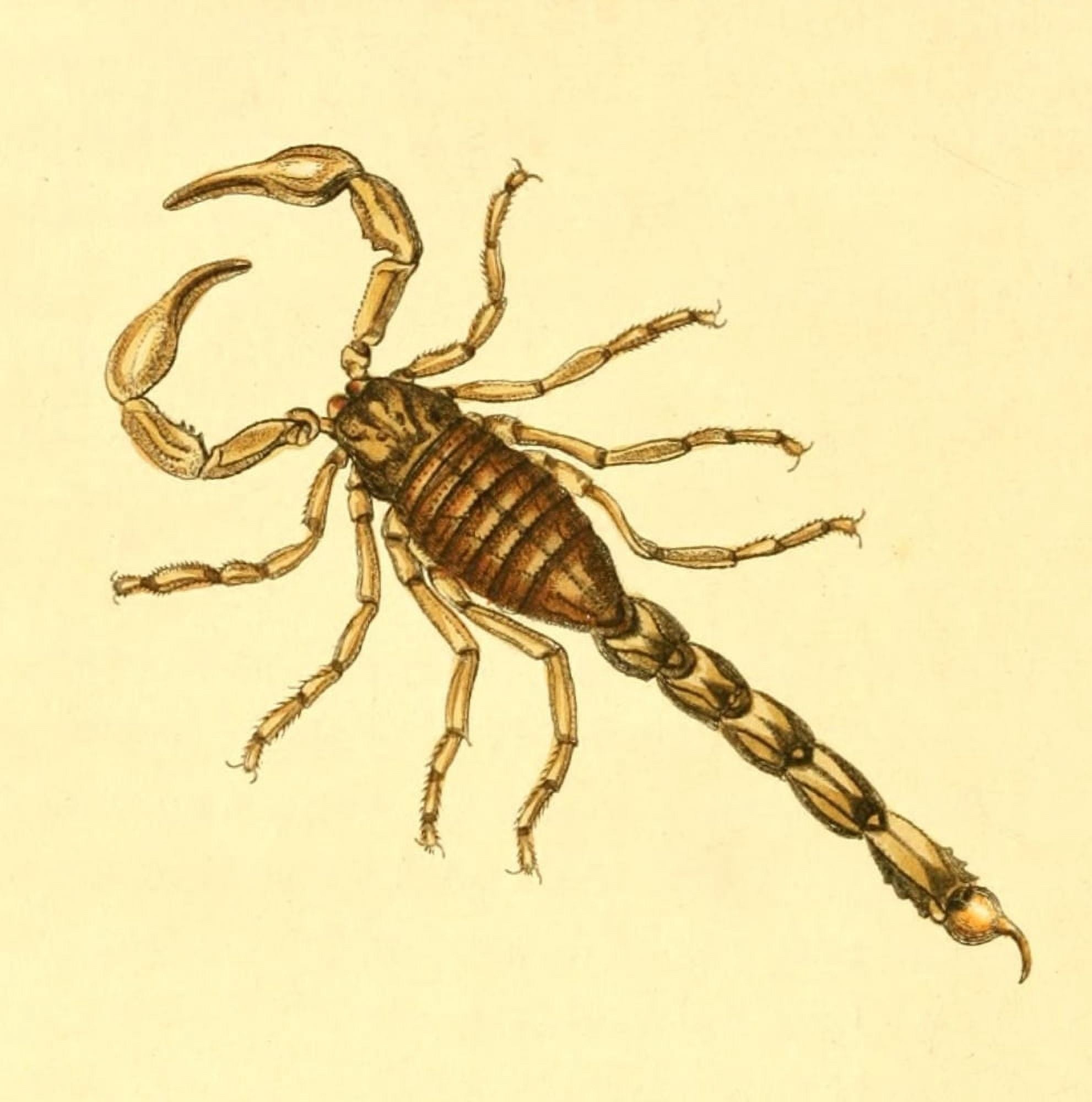 Posterazzi The Zoological Miscellany 1814 Scorpion Canvas Art - Richard P Nodder (24 x 36)