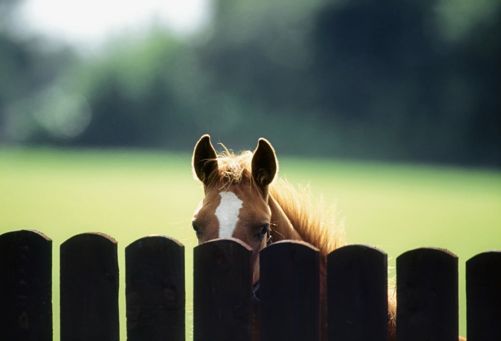 Posterazzi Thoroughbred Horses Foal Looking Over Fence Canvas Art - The Irish Image Collection  Design Pics (36 x 24)