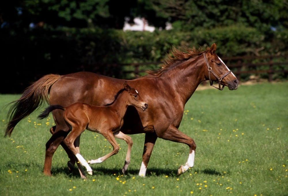 Posterazzi Thoroughbred Mare And Foal Galloping Ireland Canvas Art - The Irish Image Collection Design Pics (36 x 24)