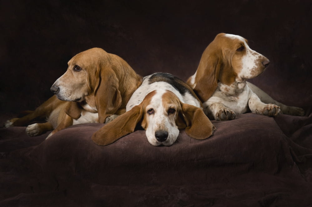 Posterazzi Three Basset Hound On Brown Muslin Backdrop Canvas Art - Corey Hochachka Design Pics (38 x 24)