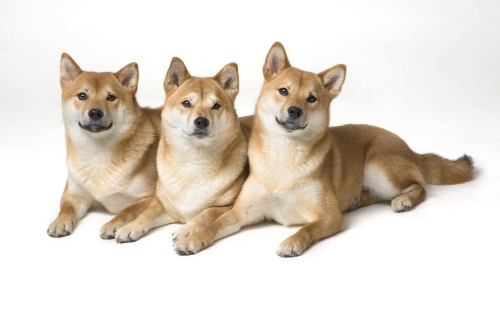 Posterazzi Three Shiba Inu Dogs Canvas Art - Corey Hochachka  Design Pics (34 x 22)