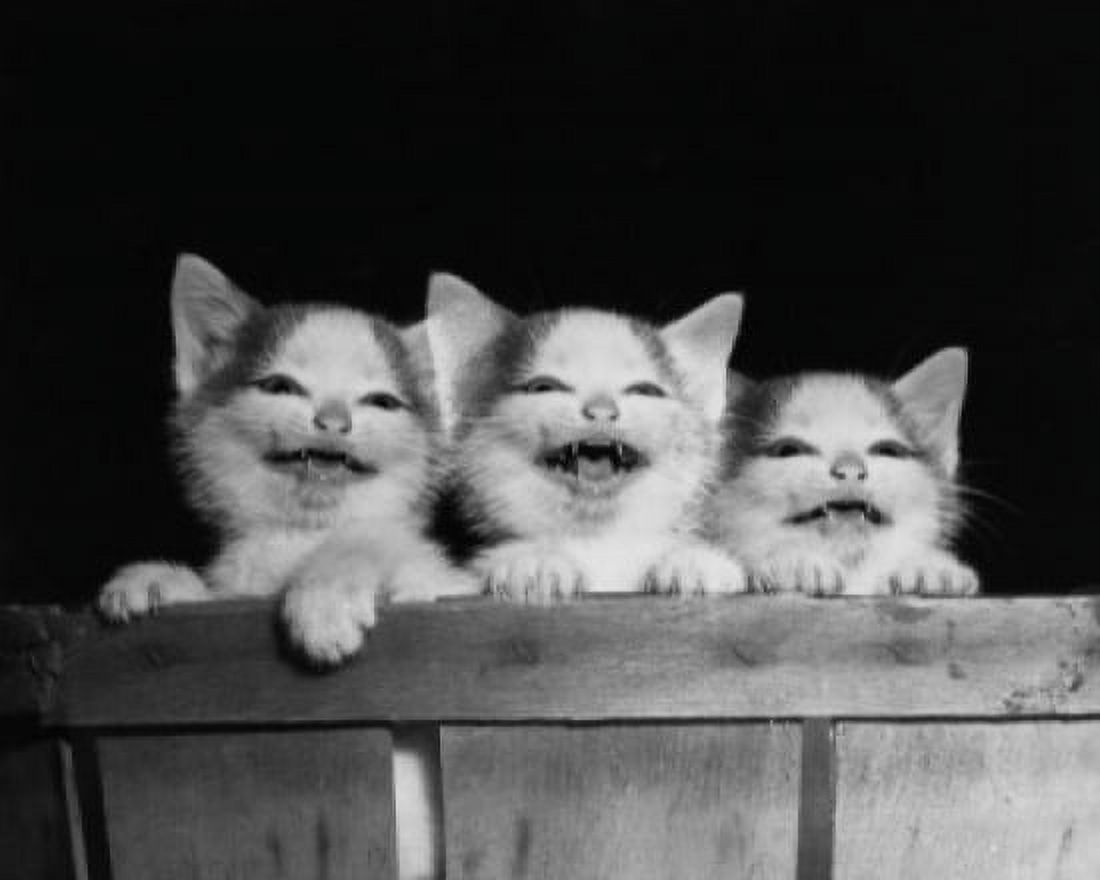 Posterazzi Three kittens hanging on the side of a basket Canvas Art -  (24 x 36)