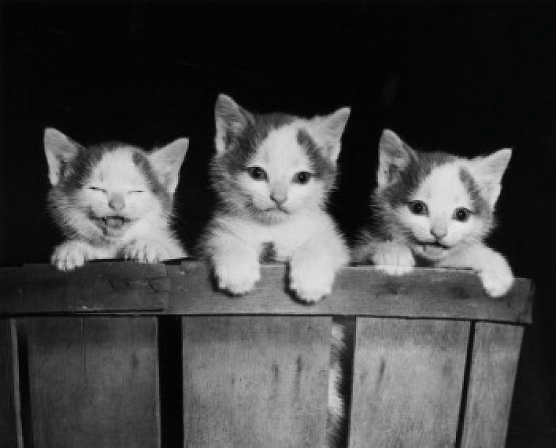 Posterazzi Three kittens in a basket Canvas Art -  (24 x 36)