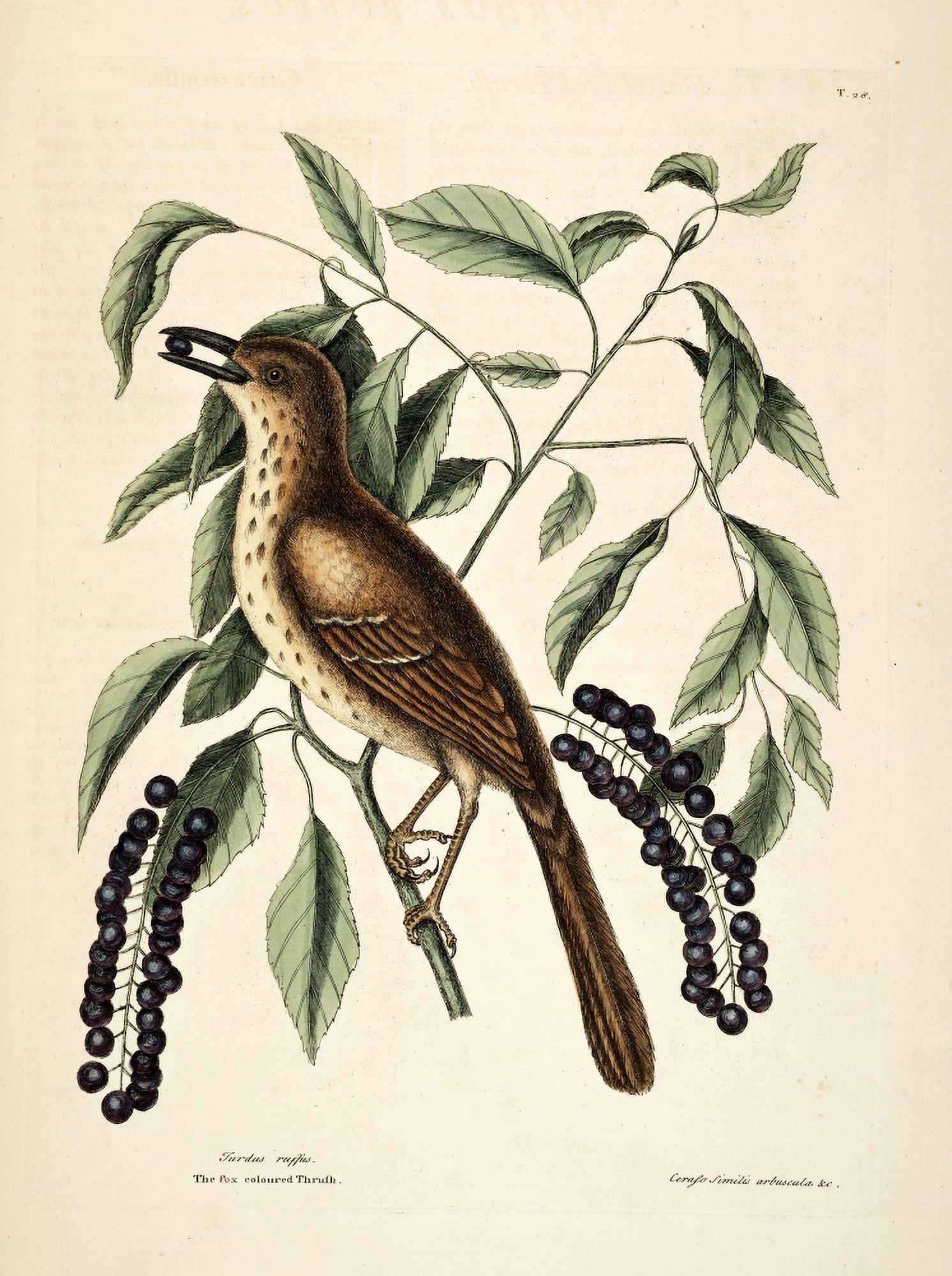 Posterazzi Thrush Canvas Art - Mark Catesby (24 x 36)