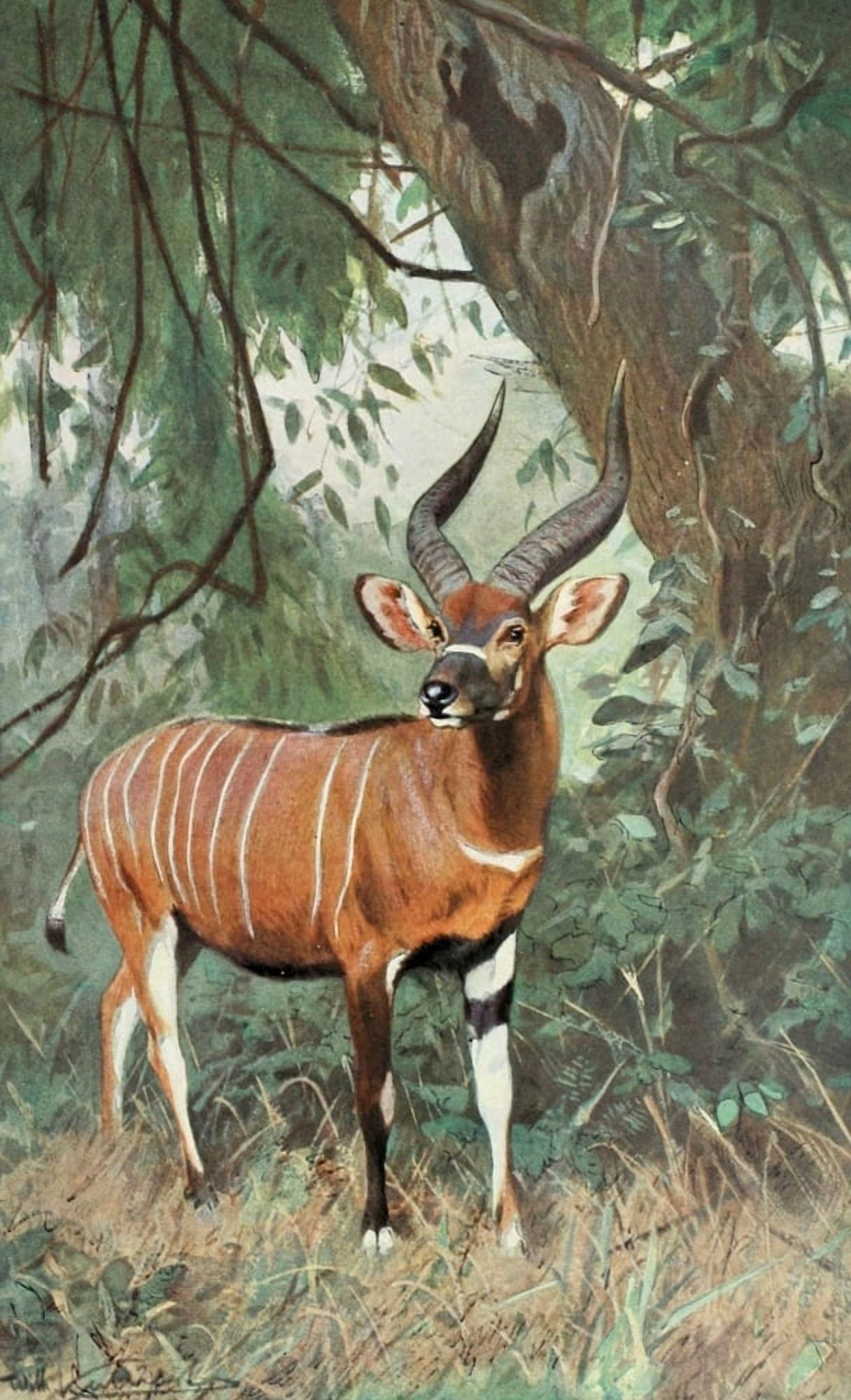 Posterazzi Tierleben 1920 Bongo Canvas Art - FW Kuhnert (24 x 36)