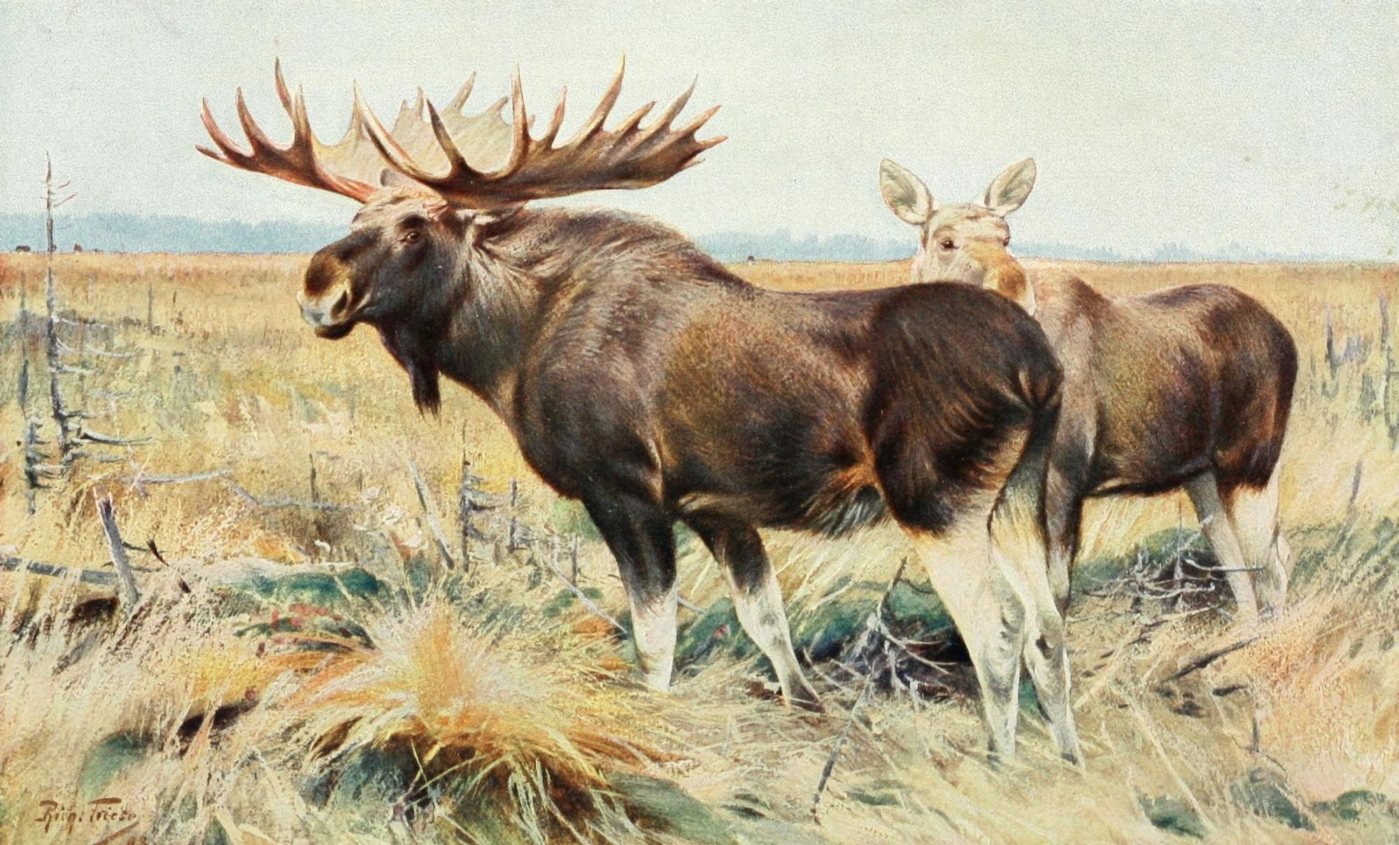 Posterazzi Tierleben 1920 Elk Canvas Art - R Friese (24 x 36)