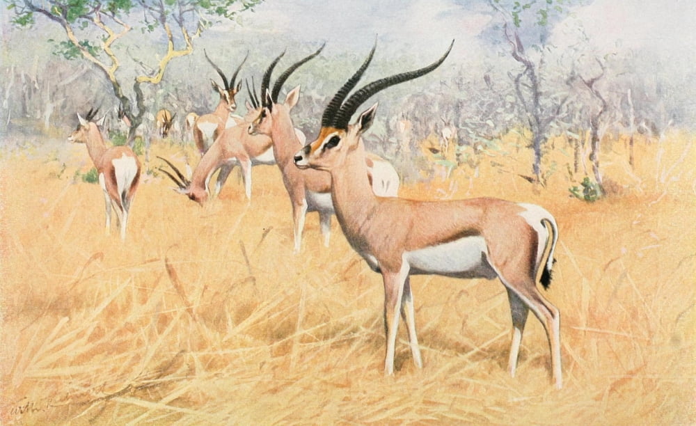 Posterazzi Tierleben 1920 Grants Gazelle Canvas Art - FW Kuhnert (24 x 36)