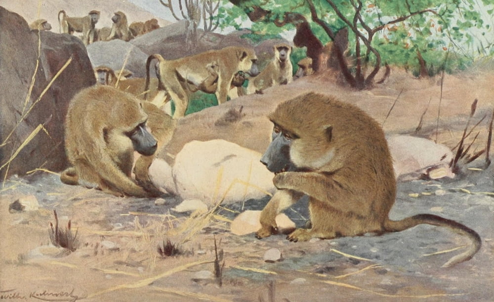 Posterazzi Tierleben 1920 Grey Baboon Canvas Art - FW Kuhnert (24 x 36)