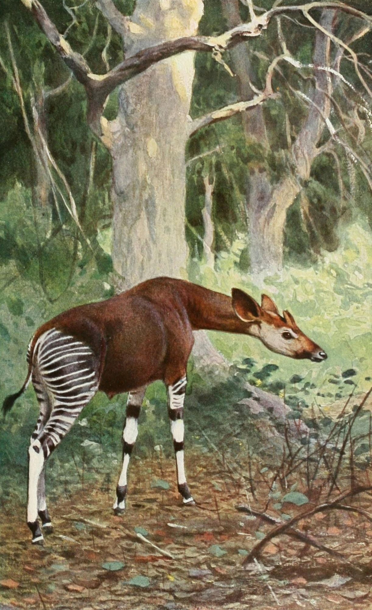 Posterazzi Tierleben 1920 Okapi Canvas Art - R Friese (24 x 36)