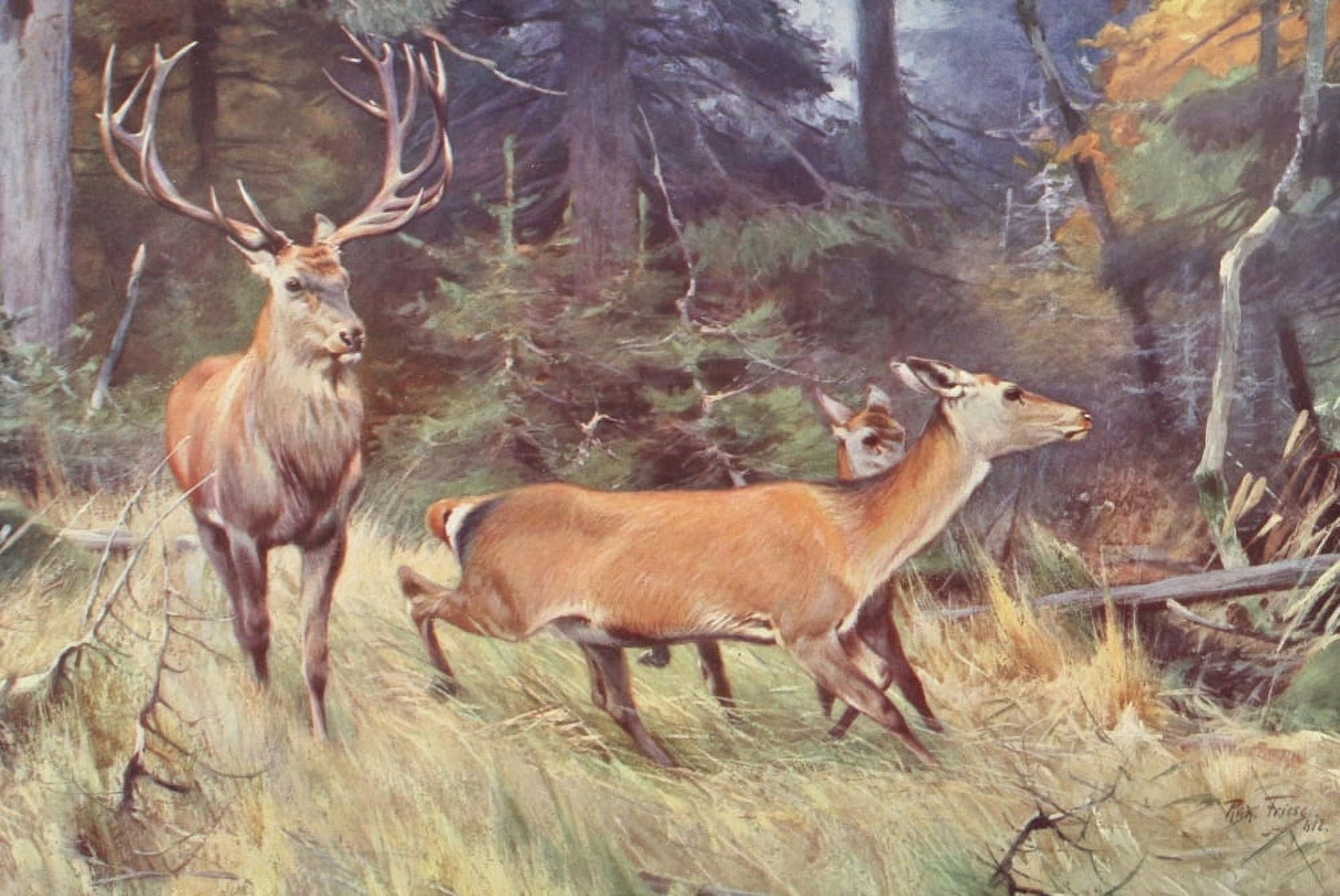 Posterazzi Tierleben 1920 Red Deer Canvas Art - R Friese (24 x 36)