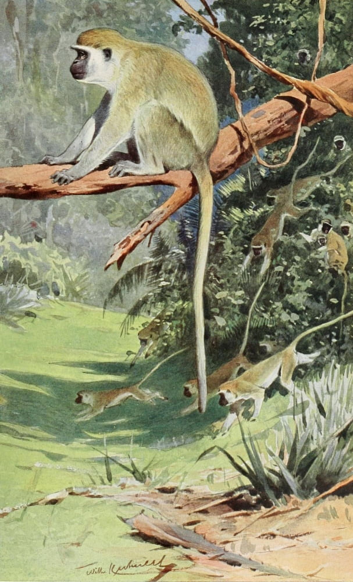 Posterazzi Tierleben 1920 Vervet Monkey Canvas Art - FW Kuhnert (24 x 36)
