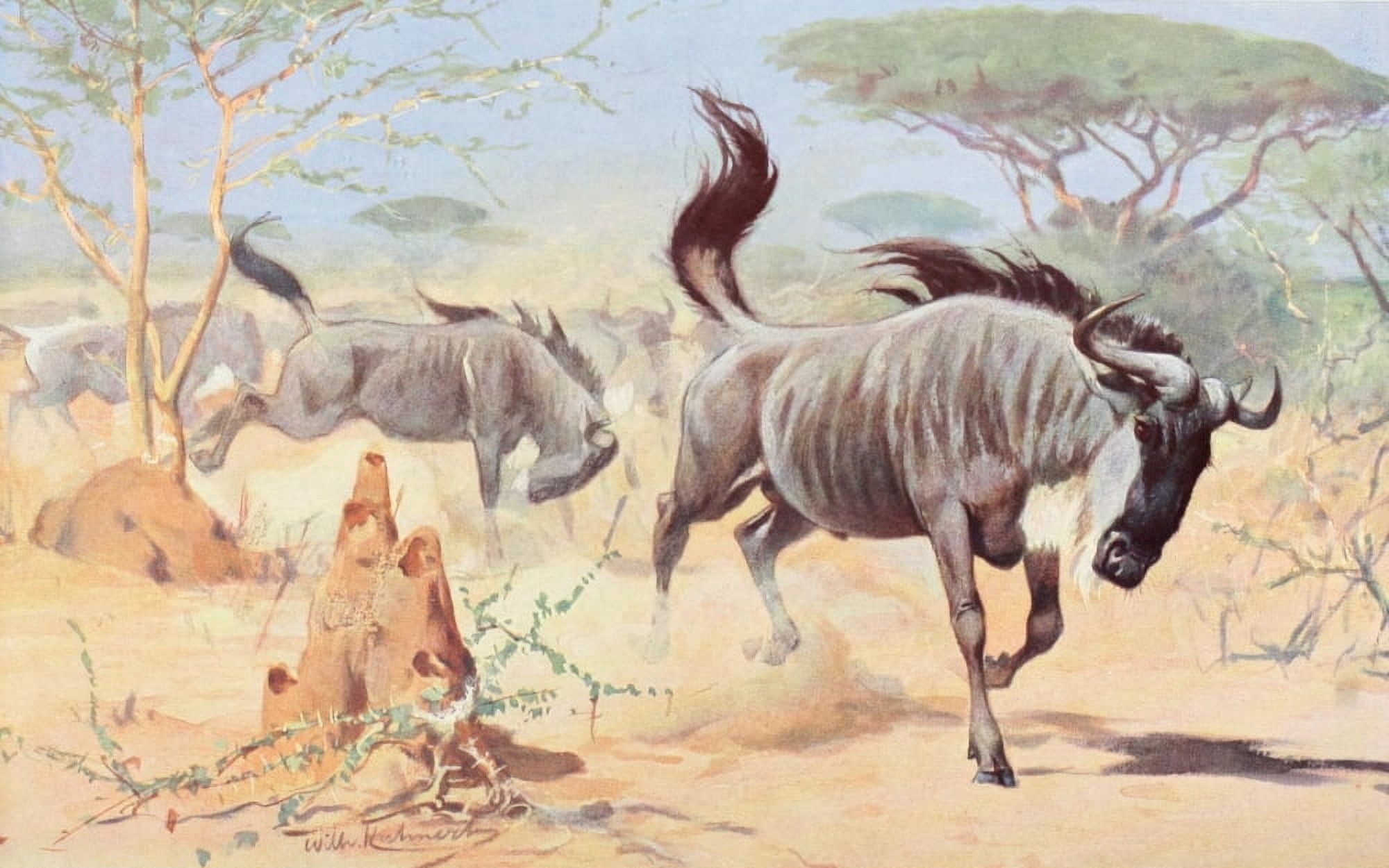 Posterazzi Tierleben 1920 White-bearded Wildebeest Canvas Art - FW Kuhnert (24 x 36)