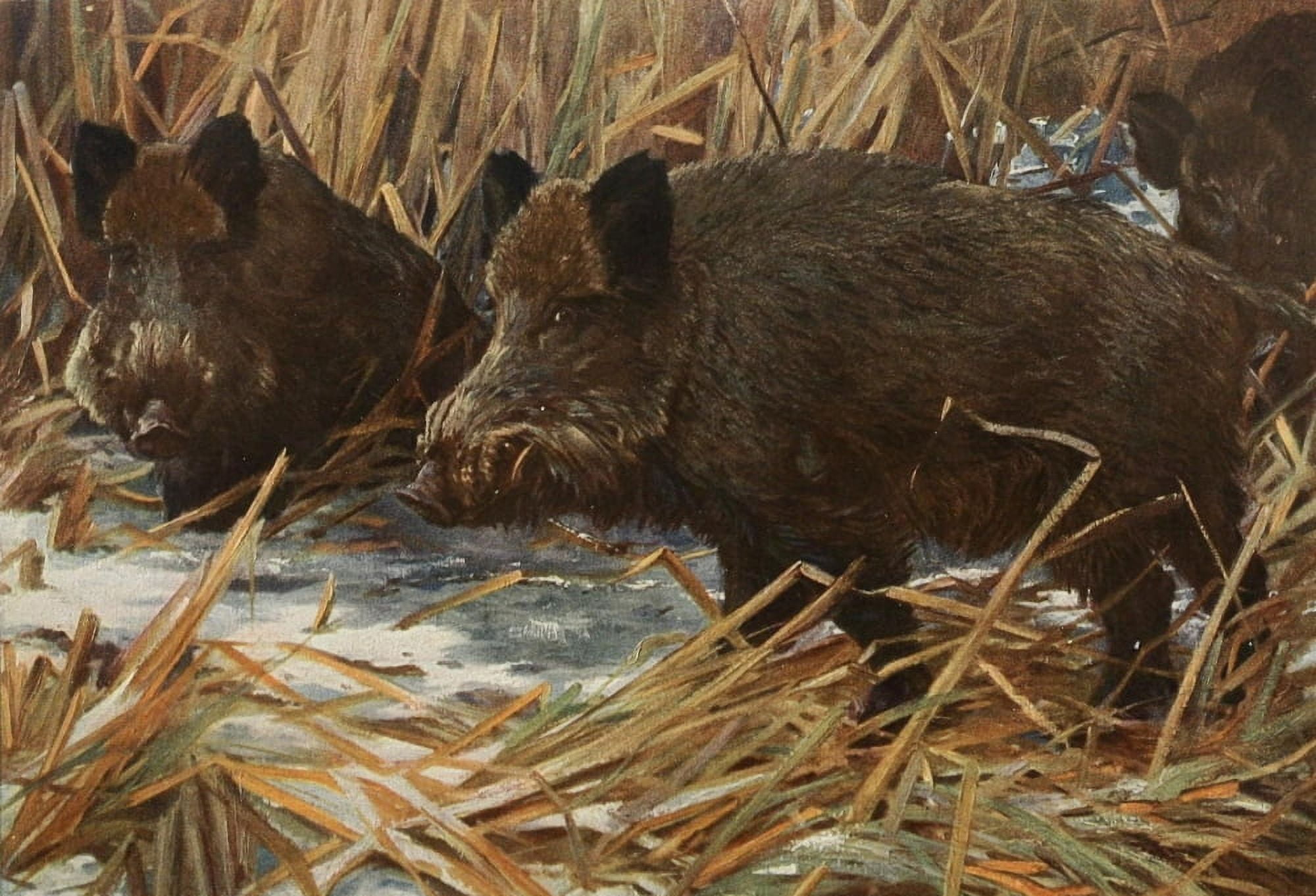 Posterazzi Tierleben 1920 Wild Boar Canvas Art - EH Stenglin (24 x 36)