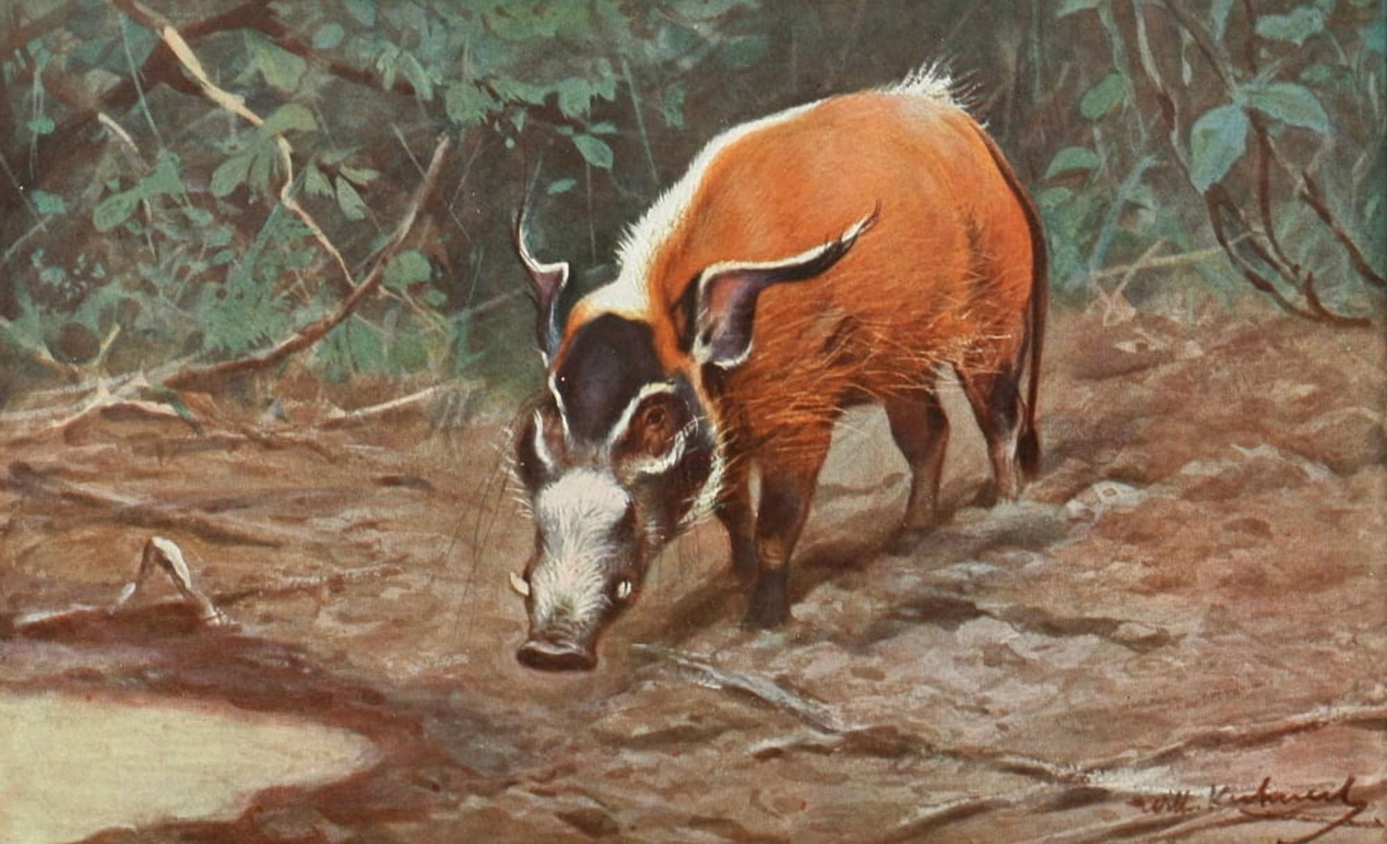 Posterazzi Tierleben 1920 Wild Hog Canvas Art - FW Kuhnert (24 x 36)
